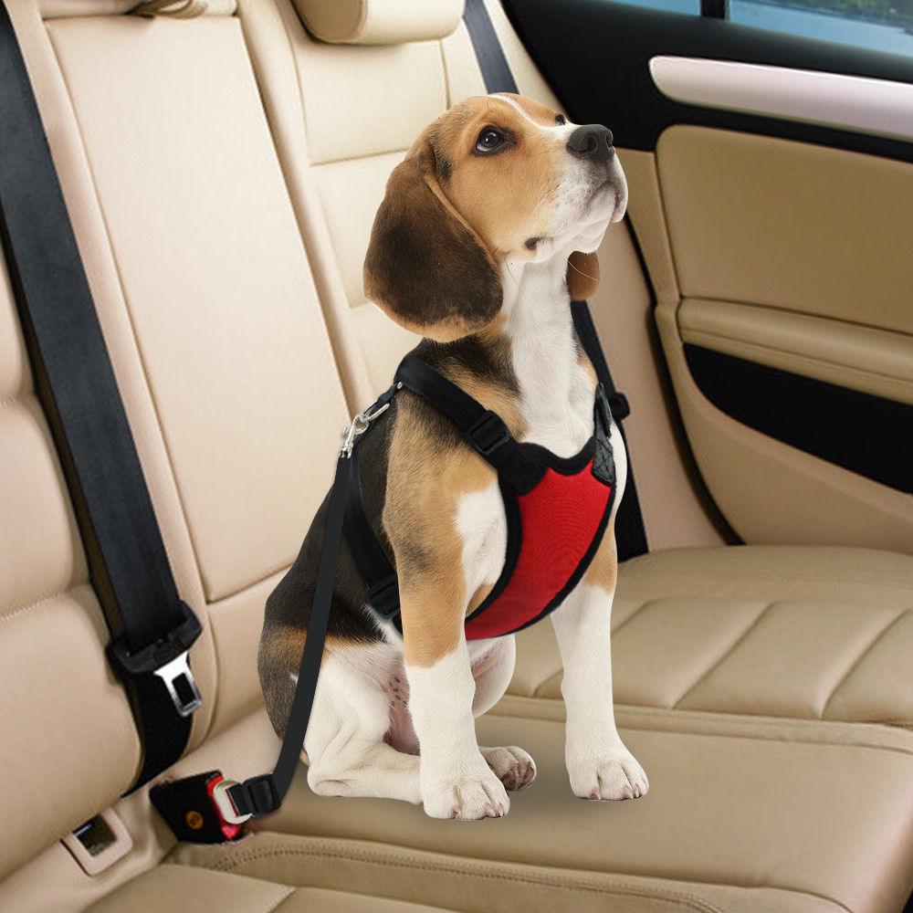 TailJoy– Reliable Safety Belt