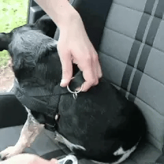 TailJoy– Reliable Safety Belt