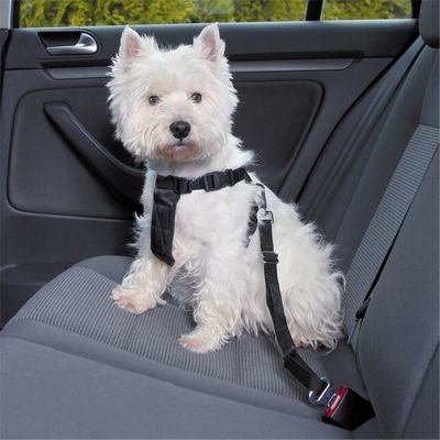 TailJoy– Reliable Safety Belt